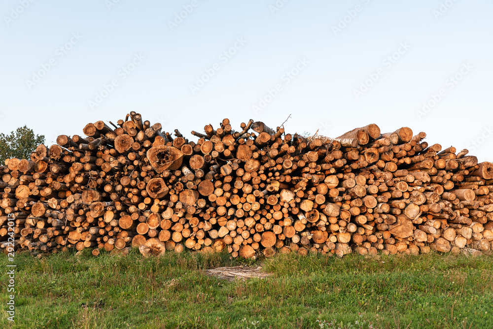 Timber storage area where large amount of wood is stored.