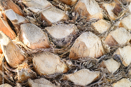 Rough textured background of cut leaf bases on the bark of a date palm tree