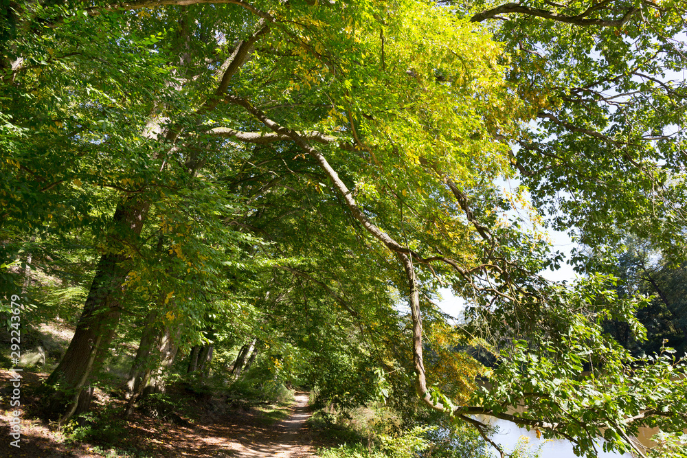 Fototapeta premium Romantic solitude Path with old big Trees about River Sazava in Central Czech