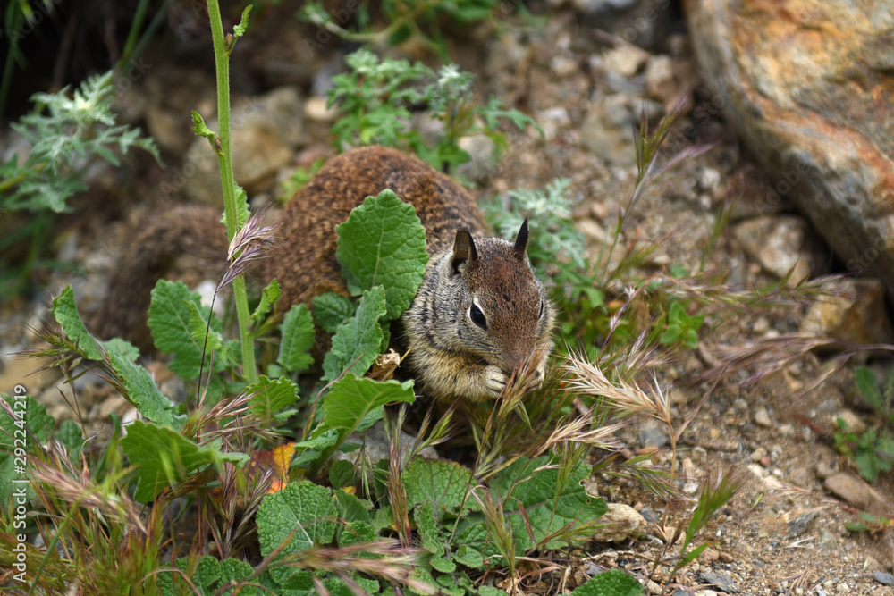 rodent rodent