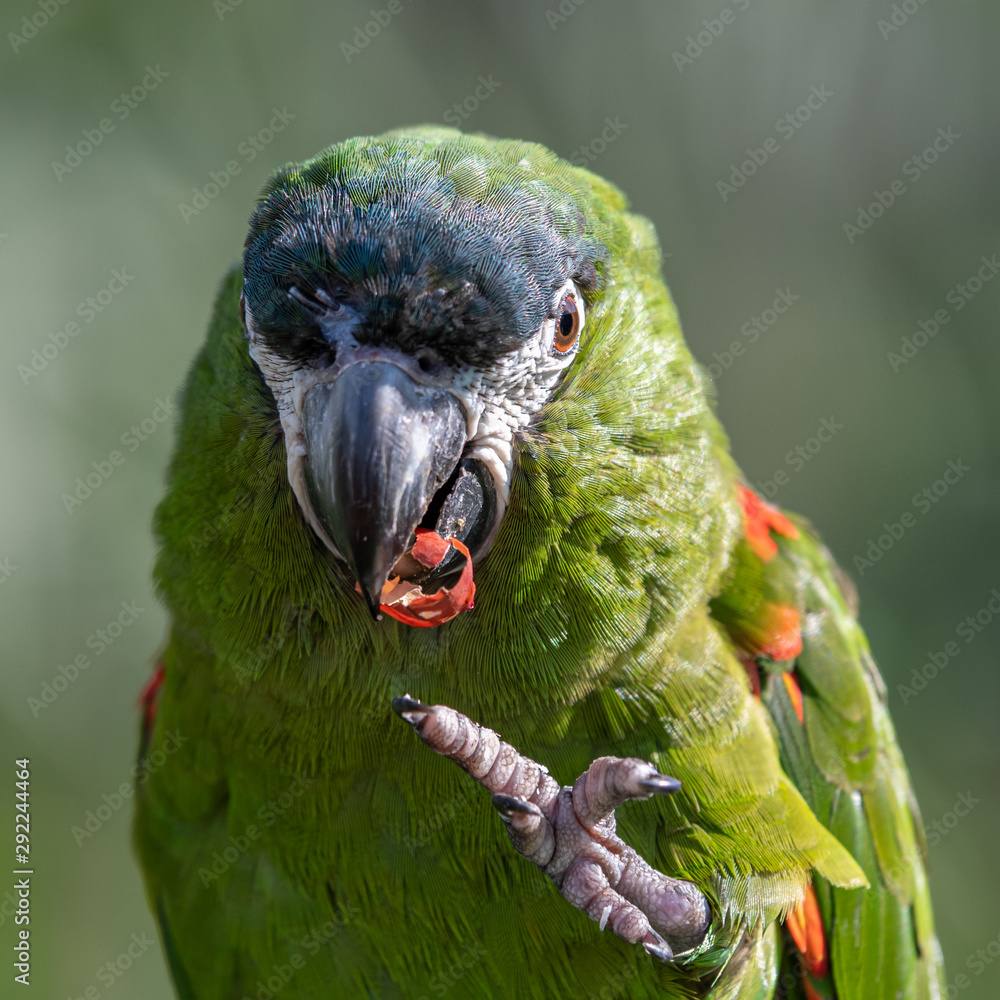 Hahns Macaw feeding on a Monkey Nut Photos | Adobe Stock