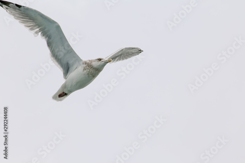 seagull flying in the sky