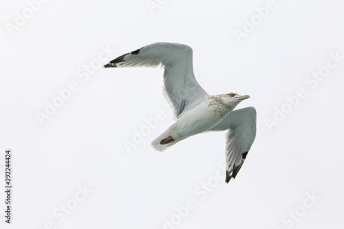 seagull in flight