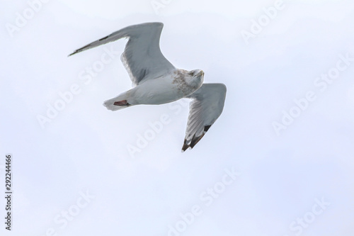 seagull in flight