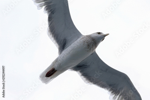 seagull isolated on white background