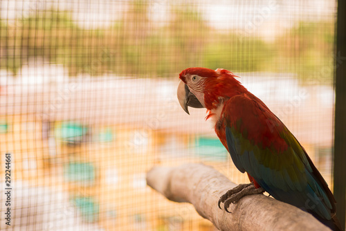 Colorful feather parrot locked in a cage