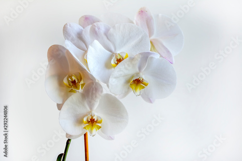 Fototapeta Naklejka Na Ścianę i Meble -  Orchid Flower   Isolated on white background