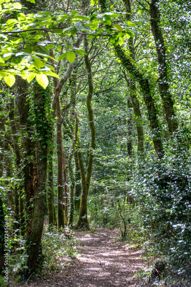 Obraz premium Footpath walk through a forest