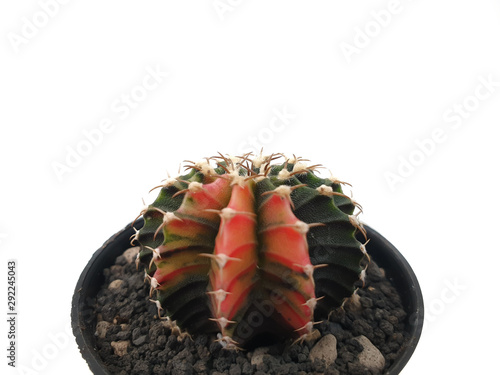 Gymnocalycium is cactus plants in small pot isolated on white background. Houseplant is popular in planting to decorate the house. A plant that has thorns and is highly resistant to drought photo