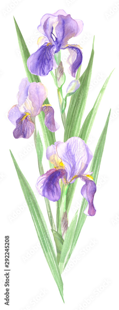  bouquet iris flowers painted in watercolor. purple irises with green leaves are folded in an elegant bouquet