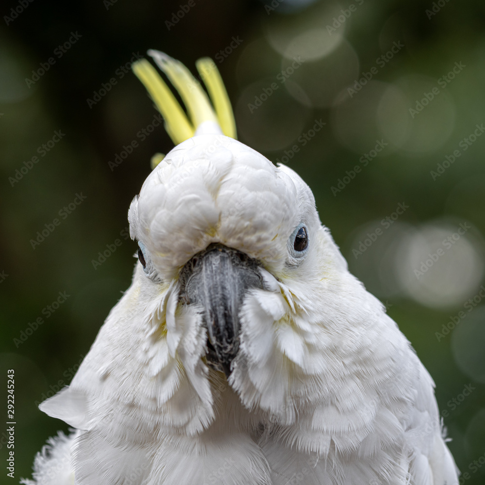 Head Portrait Sulphar Crested Cockatoo 