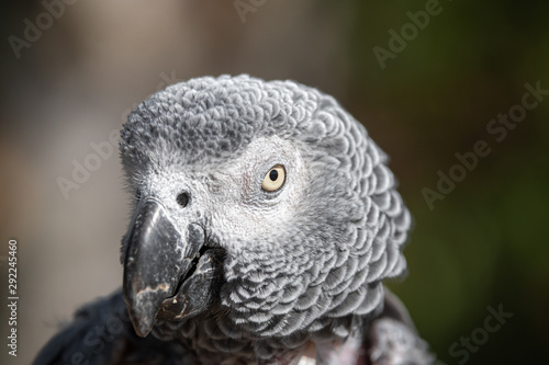 head Portrait African Grey Parrot