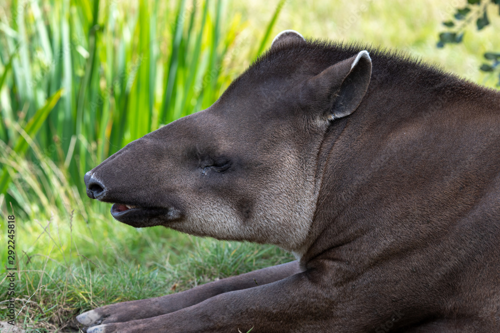 Brazilian Taper Resting in Grass