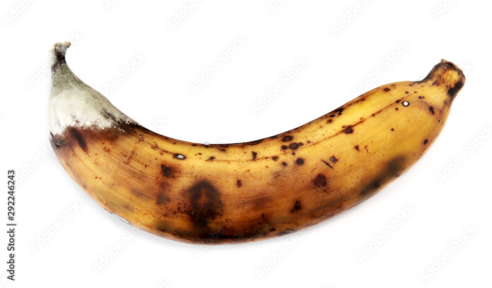 Over ripe banana with dark brown spots and fungus on white background, rotten fruit.