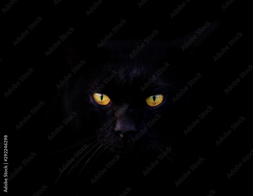 Black cat with gold eyes on black background. Black cat with gold eyes on black background.