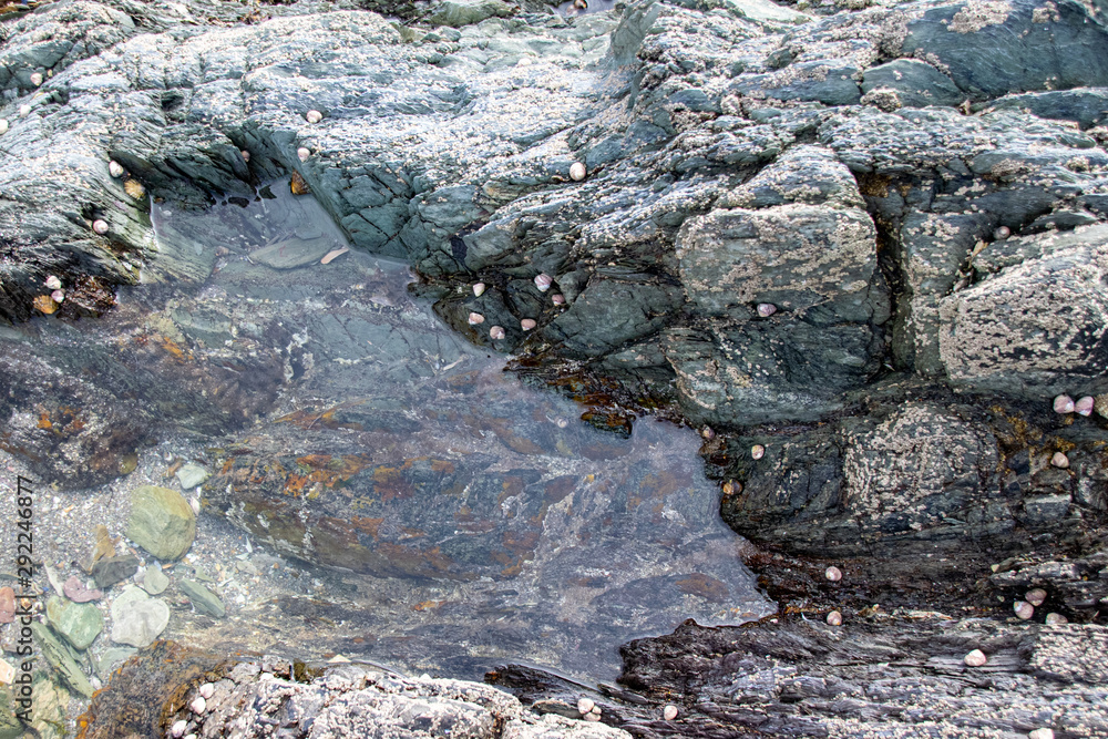 Looking into a rock pool Looking into a rock pool