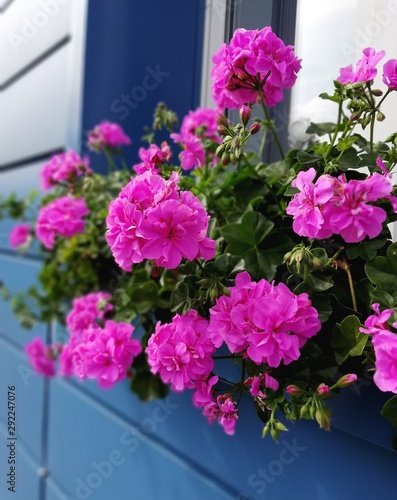 Bright beautiful dark-pink geranium for window decoration from the outside.