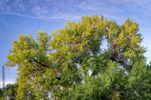 Giant cottonwood tree in early fall photo