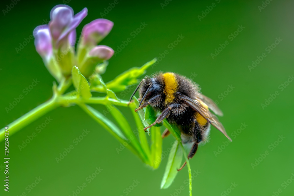 Beautiful Bee macro in green nature - Stock Image Beautiful Bee macro in green nature - Stock Image
