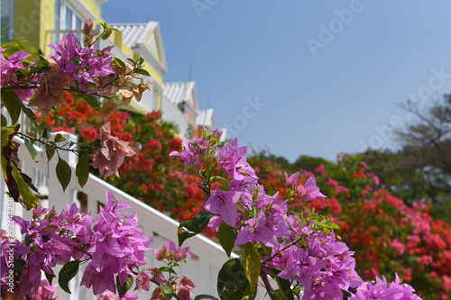 Wallpaper Mural flowers in the garden Torontodigital.ca