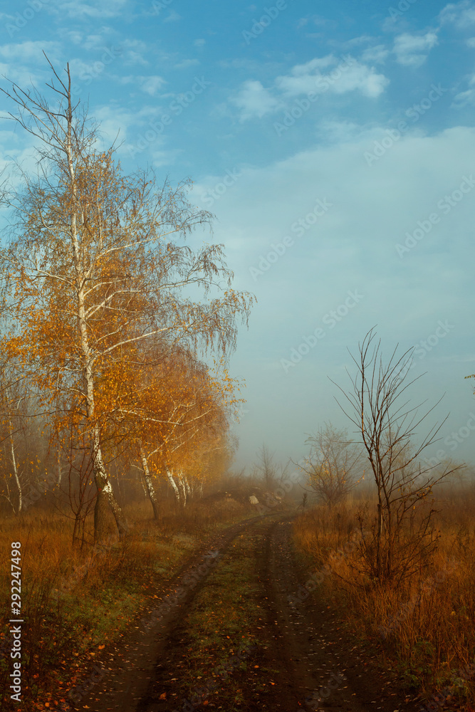 autumn in the field, yellow leaves on the trees in the autumn park autumn in the field, yellow leaves on the trees in the autumn park