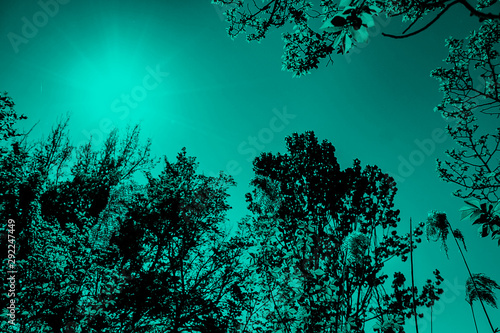 close up of exotic tropical leaves colored in green light