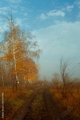 autumn in the field, yellow leaves on the trees in the autumn park © kroshkakat