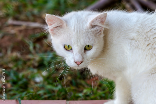 Cats. The one white kitten close-up. © TETYANA