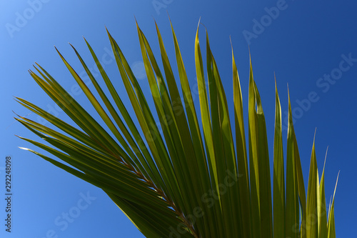 palm leaf