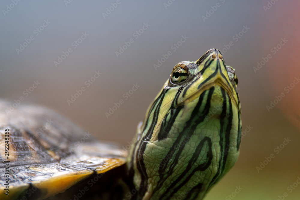 Close up of a Cumberland Slider Turtle Close up of a Cumberland Slider Turtle