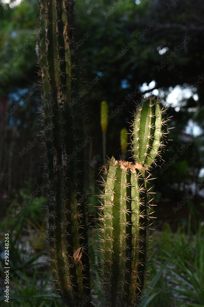 sunlit cactus