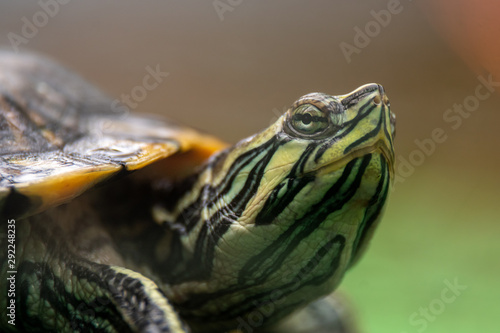 Close up of a Cumberland Slider Turtle