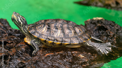 Cumberland Slider Turtle in Water
