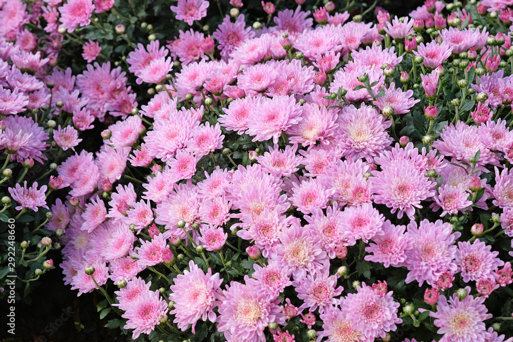 Obraz premium Pink chrysanthemums blooming on a flowerbed in a park close-up. Chrysanthemum bushes in a city park. Beautiful bright autumn flowers for the design of flower beds, balconies and arbors.