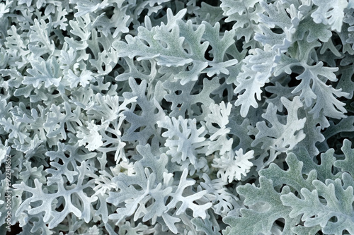 Marine cineraria with exotic openwork leaves, silver color, close-up. A plant with openwork silver leaves for decoration of flower beds in a city park. photo