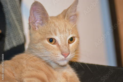 Wallpaper Mural Gato Torontodigital.ca