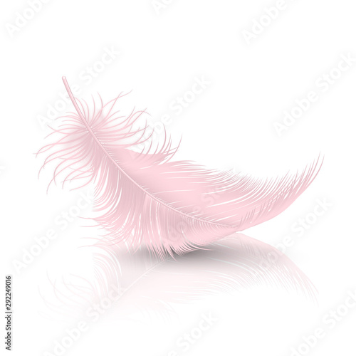 Vector 3d Realistic Falling Pink Flamingo Fluffy Twirled Feather with Reflection Closeup Isolated on White Background. Design Template, Clipart of Angel or Detailed Bird Quill