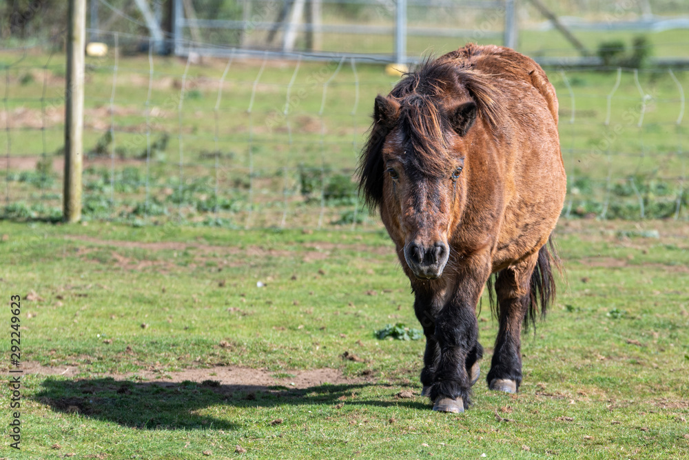 Fototapeta premium Old Brown Shetland Pony Walking on Grass
