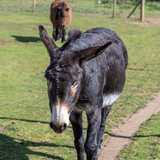 Dark Brown Donkey Walking Along a Dirt Track