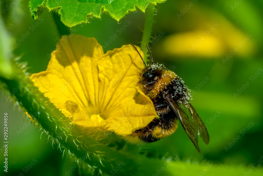 Beautiful  Bee macro in green nature - Stock Image