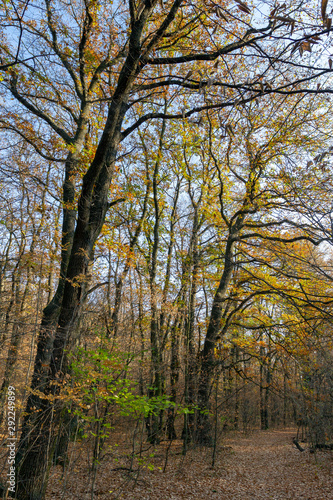 Autumn forest in the Pilis, Hungary.