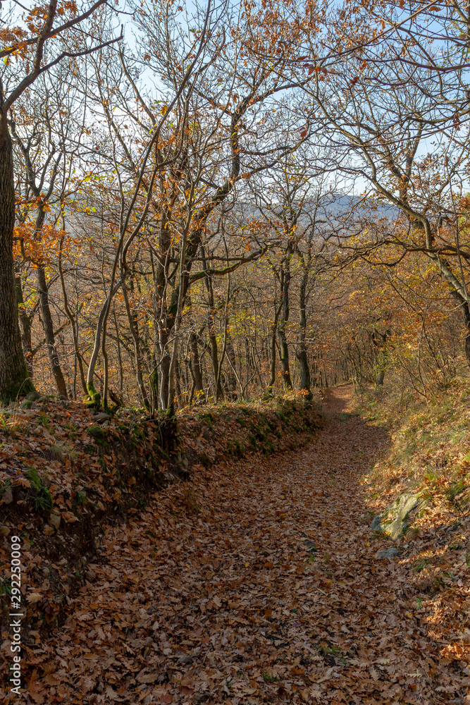 Naklejka premium Autumn forest in the Pilis, Hungary.