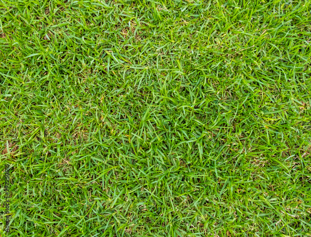 green grass top view green grass top view