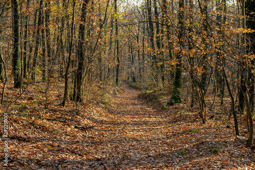 Autumn forest in the Pilis, Hungary.