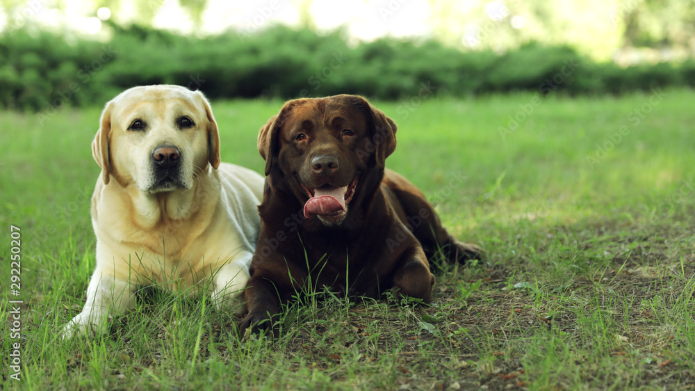 Funny Labrador Retriever dogs in green summer park