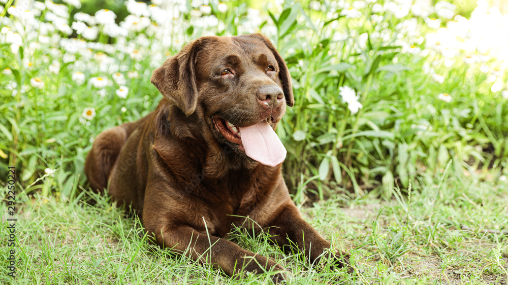 Cute Chocolate Labrador Retriever on green grass in summer park