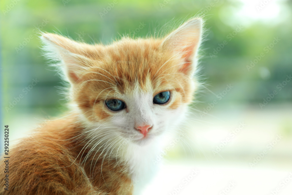 Cute little red kitten on blurred background, closeup view. Space for text