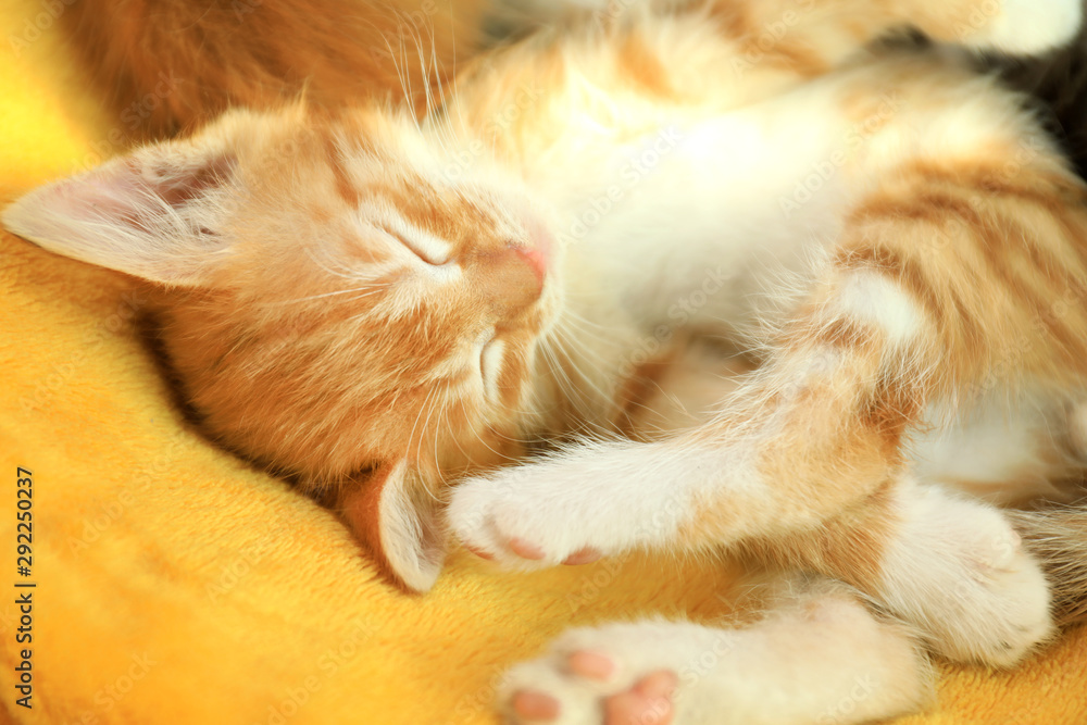 Cute little red kitten sleeping on yellow blanket
