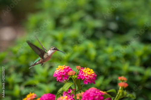 Ruby-throated hummingbird near lantana flowers