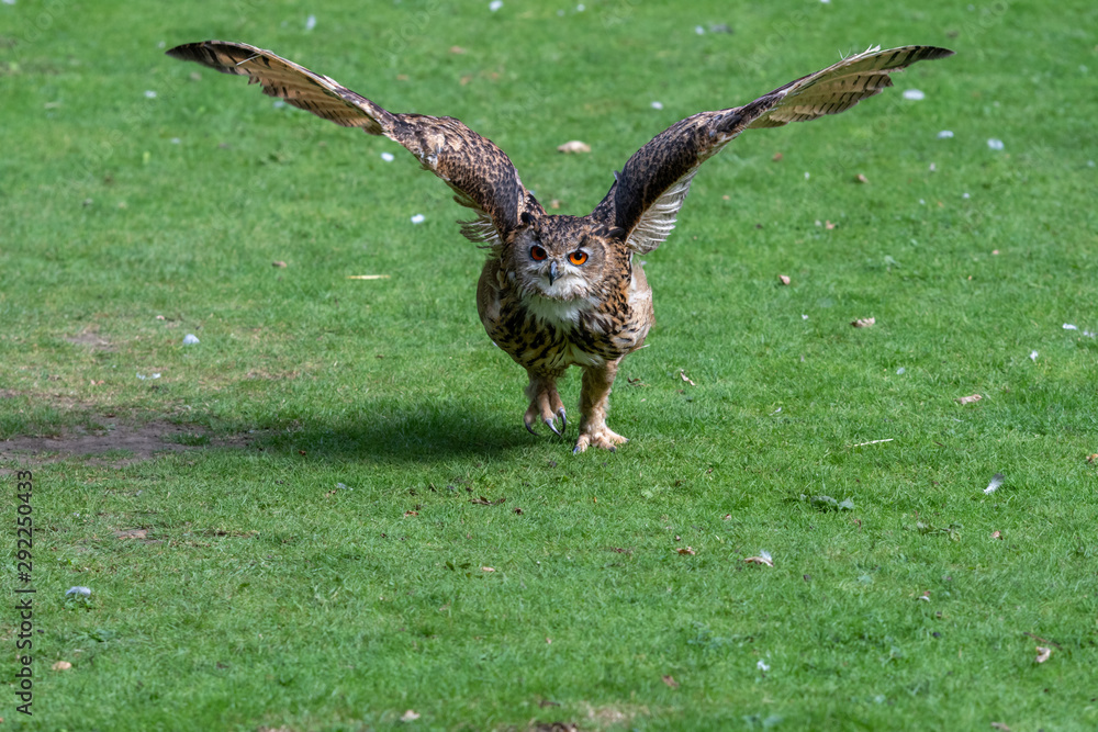 Fototapeta premium Eurasian Eagle Owl Running Along the Ground